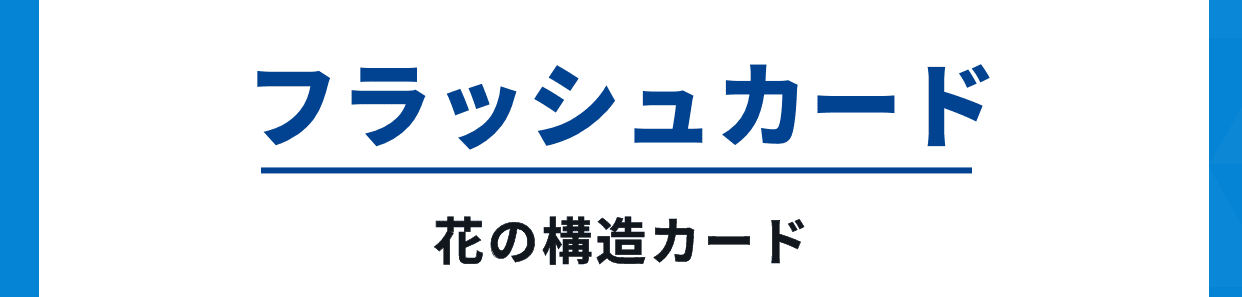 フラッシュカード。花の構造カード